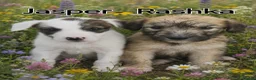 Lurcher dogs for sale: Beautiful Lurcher pups - Advert 11