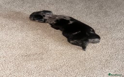 Chihuahua dogs for sale: 3/4 chihuahua 1/4 jack russell - Image 13