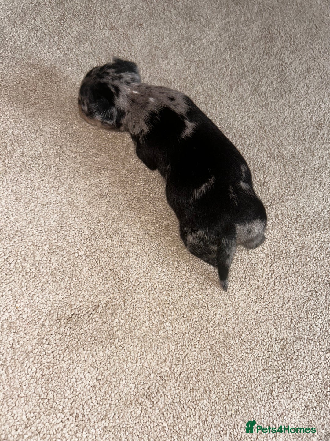 Chihuahua dogs for sale: 3/4 chihuahua 1/4 jack russell - Image 13