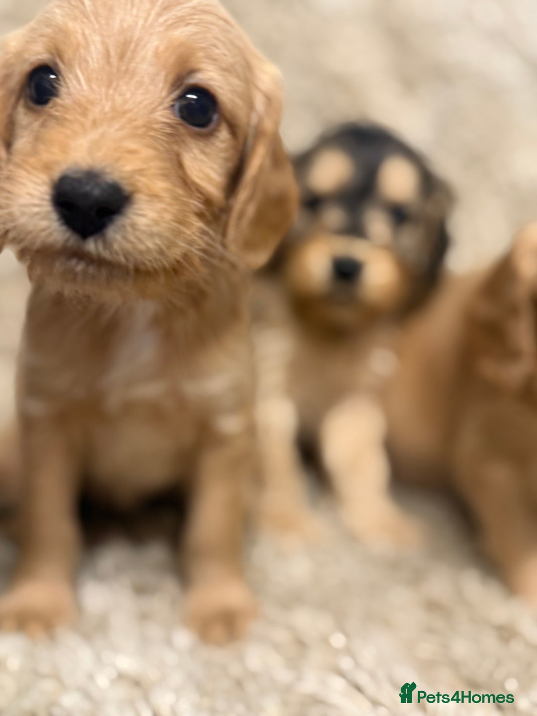 Labradoodle dogs for sale: Unique Stunning miniature doodles - Advert 10