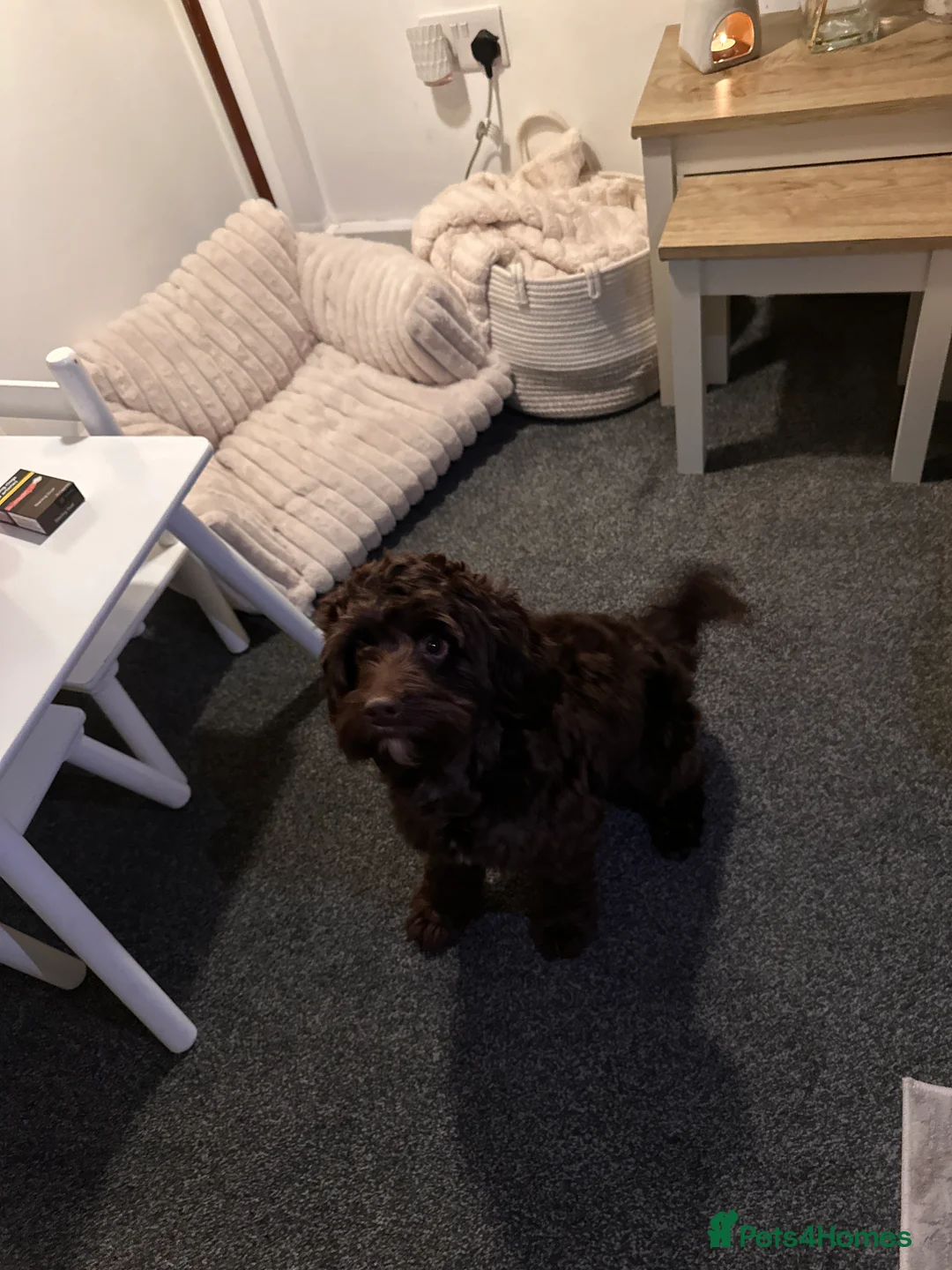 Cockapoo dogs for stud: 🐶 F1 Miniature Cockapoo Stud Available 🐶 - Advert 6