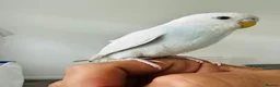 Budgerigars birds for sale: Hand Tamed Budgies - Advert 6