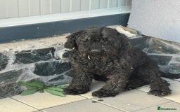 Hungarian Puli dogs for adoption: Beautiful Snoopy needs hugs! - Image 8