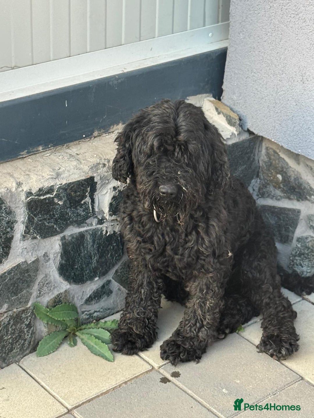 Hungarian Puli dogs for adoption: Beautiful Snoopy needs hugs! - Image 8