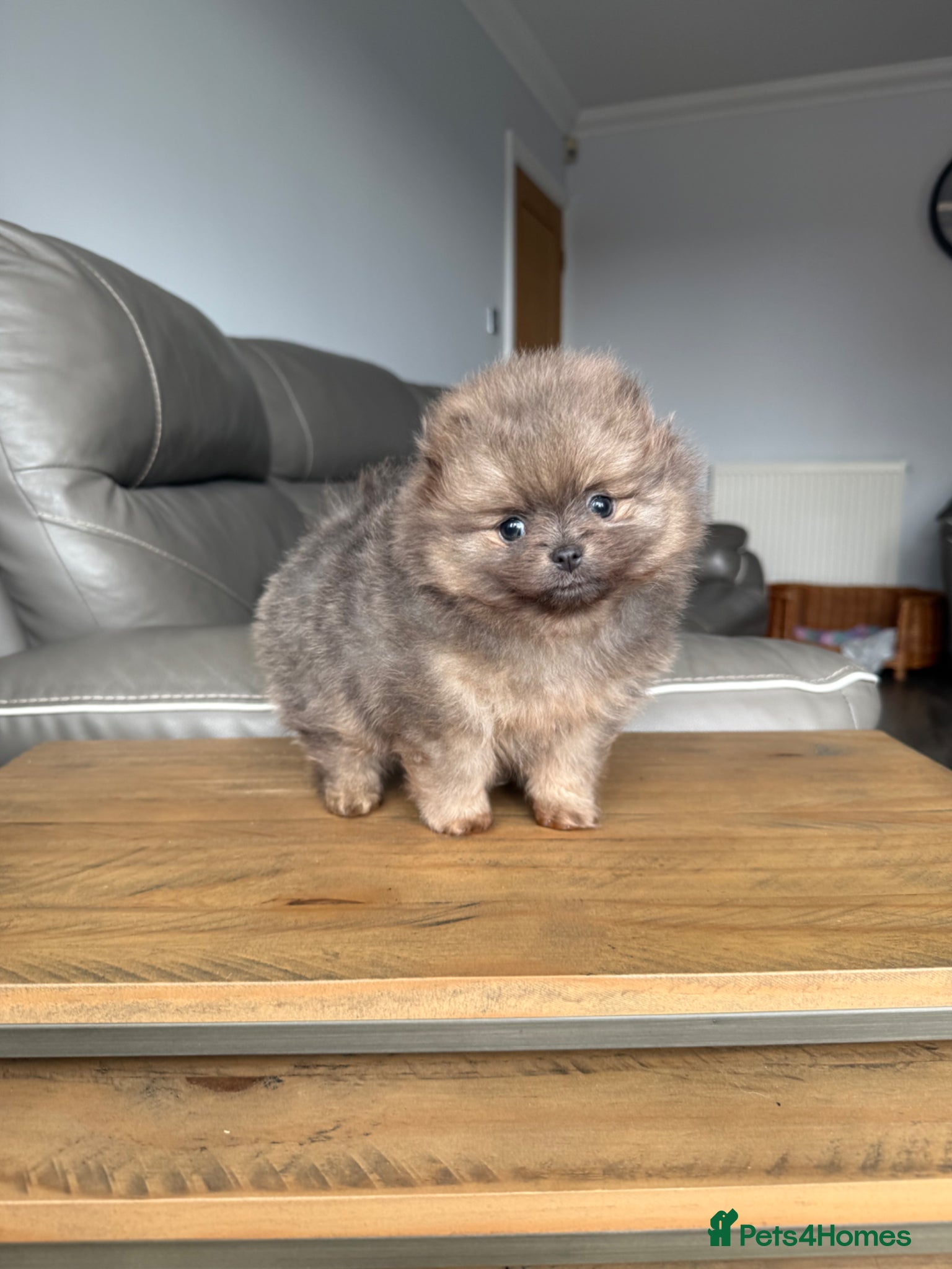 Pomeranian dogs Unique Blue and tan girl 💖 - Advert 8