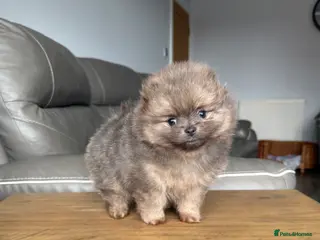 Pomeranian dogs Unique Blue and tan girl 💖 - Advert 8