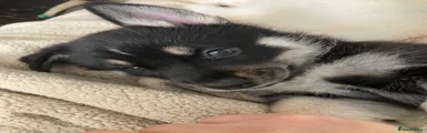 Shepsky 5