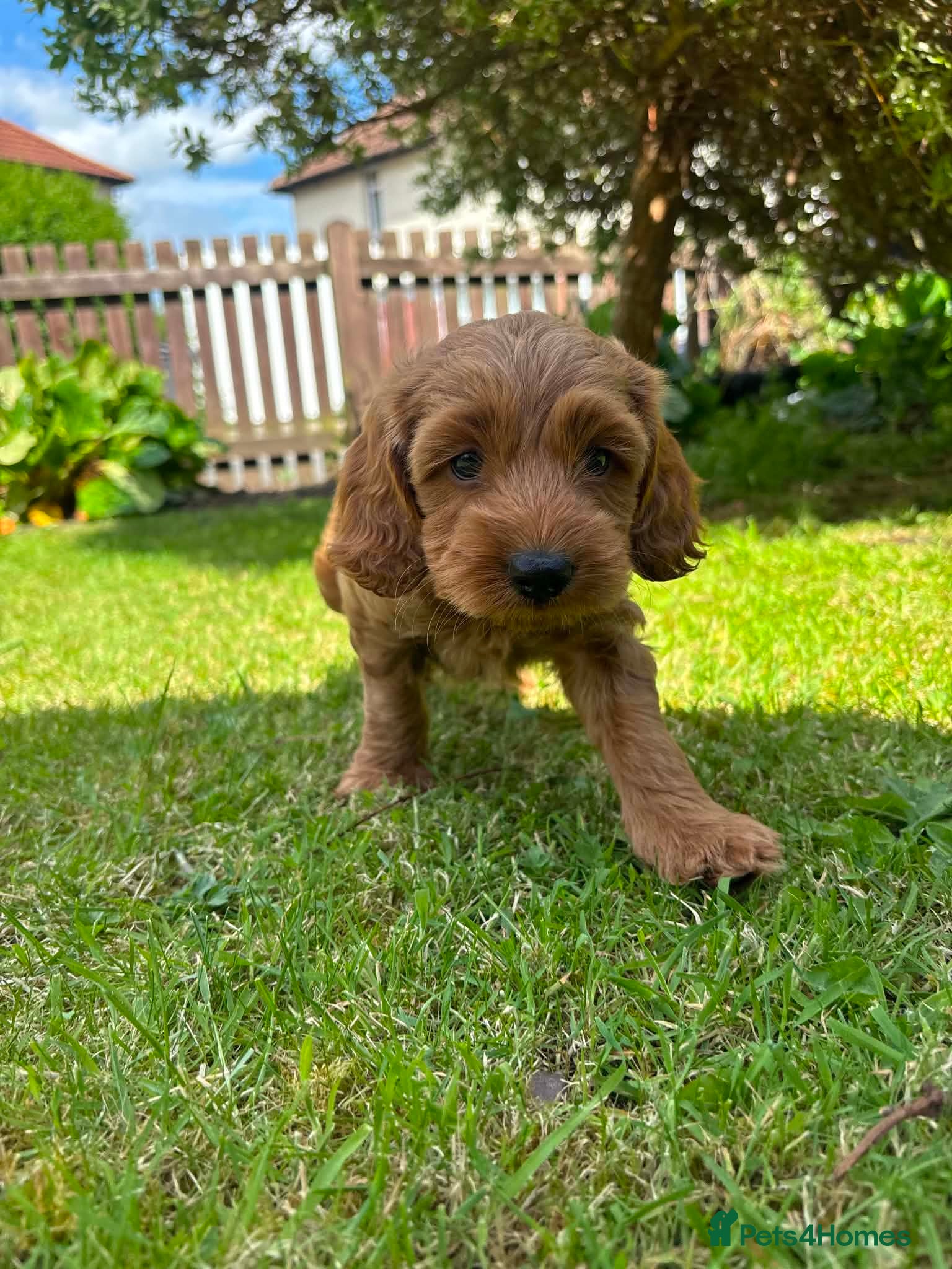 Cockapoo dogs for sale: Cockapoo - Advert 10