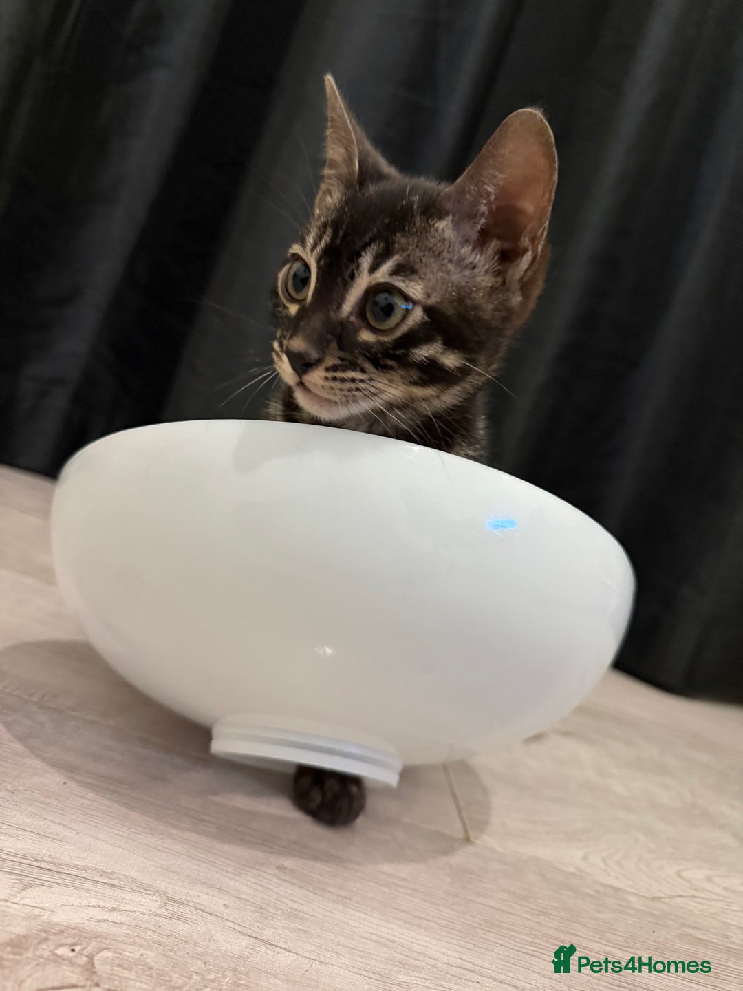 Bengal cats for sale: TICA registered pedigree Bengal Kittens - Advert 2