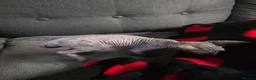 Sphynx cats for sale: Canadian sphynx kittens looking for home - Advert 29