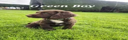 Sprocker dogs for sale: Sprocker Spaniel puppies  - Advert 11