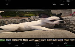 French Bulldog dogs for sale: Frenchy's stunning and ready to go - Image 4