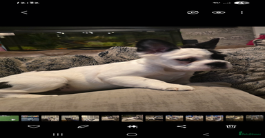 French Bulldog dogs - Advert 2