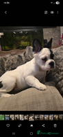 French Bulldog dogs - Advert 1