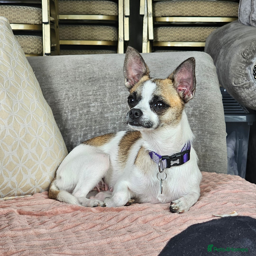 Chihuahua dogs for sale: Female chihuahua  - Image 2