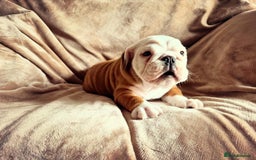 English Bulldog dogs for sale: Quality Ruakuri British standard bulldog - Image 3
