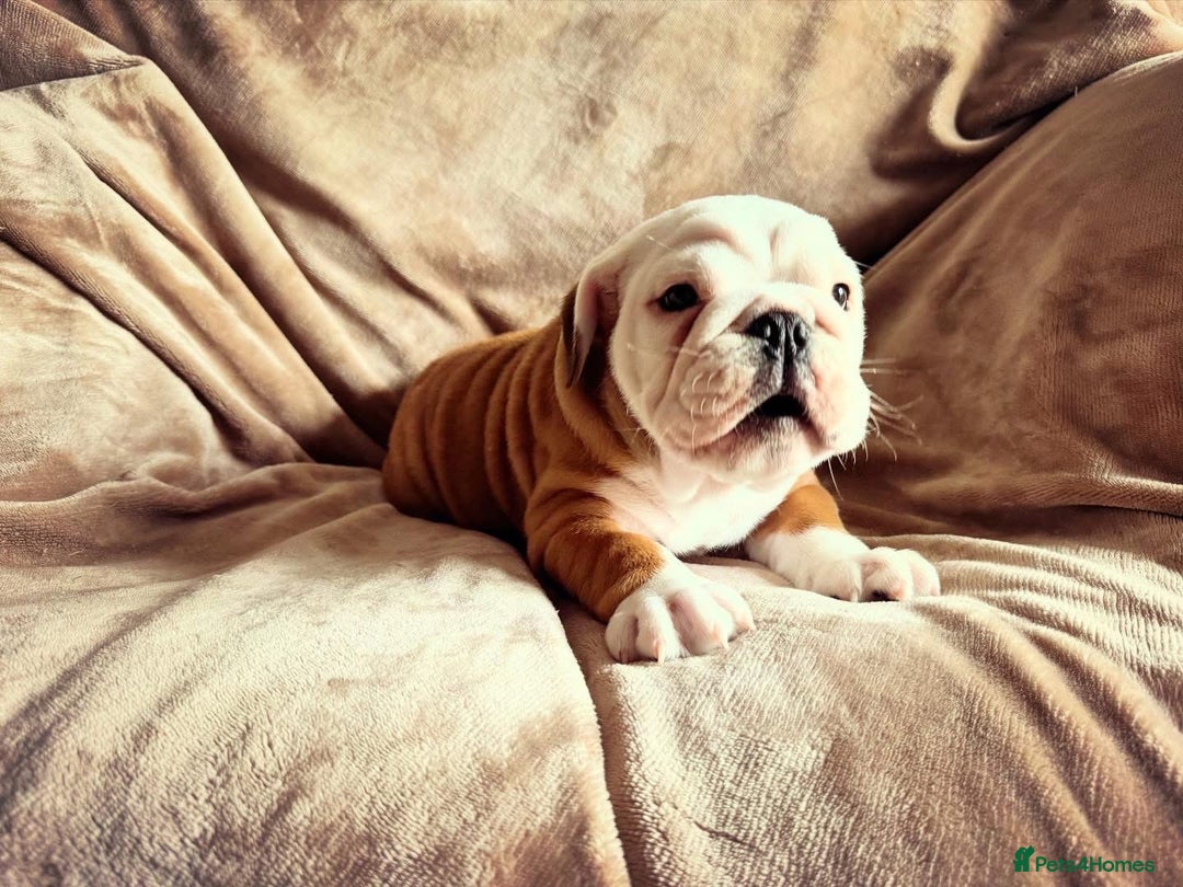 English Bulldog dogs for sale: Quality Ruakuri British standard bulldog - Image 3
