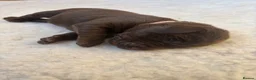 Labrador Retriever dogs for sale: Beautiful Chocolate Labrador Puppies - 09/03/2026 - Advert 32