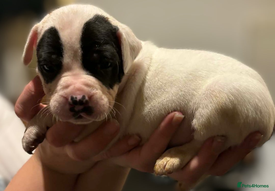 Mixed Breed dogs for sale: Bull cross staffy pups  - Advert 27