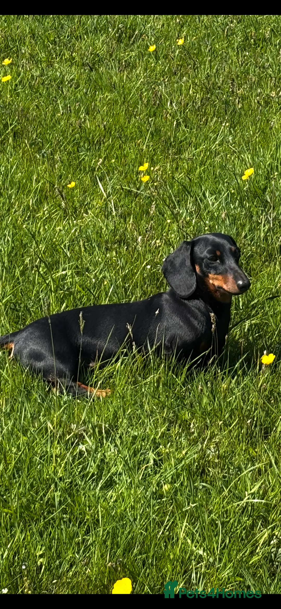 Miniature Dachshund dogs for sale: Superb 5 generation KC pedigree Mini Dachshunds 🐶 - Advert 5