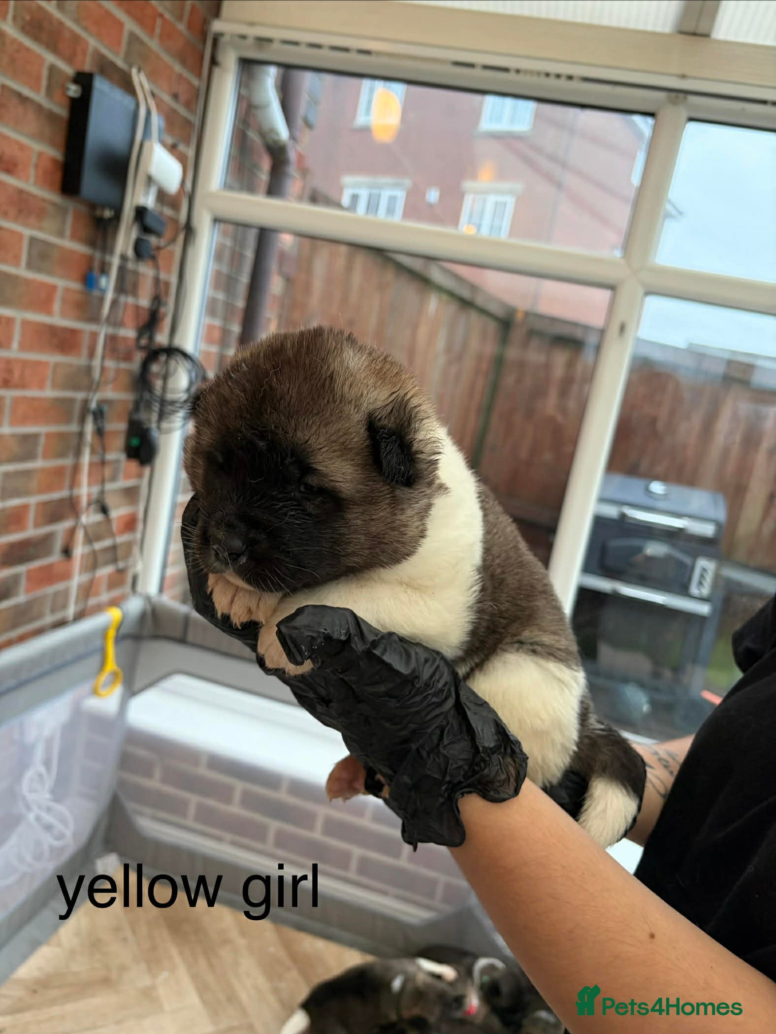 Akita dogs AMERICAN AKITA PUPPIES FOR SALE - Advert 1