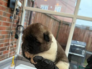 Akita dogs AMERICAN AKITA PUPPIES FOR SALE - Advert 12