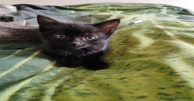 Mixed Breed cats - Advert 16