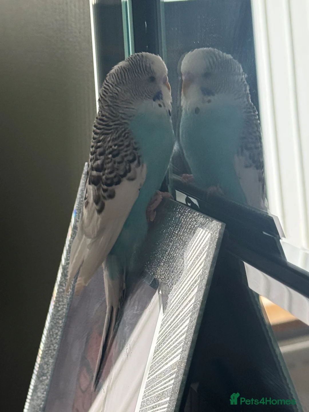 Budgerigars birds for sale: Young Male Budgie Cage & Accessories Included - Advert 4