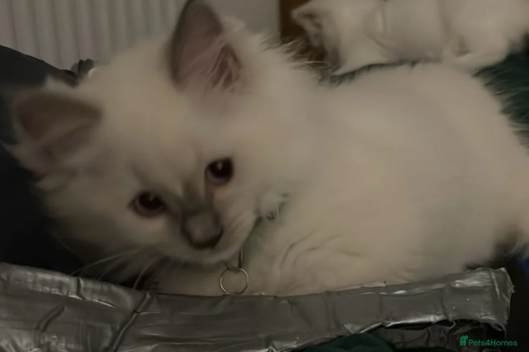 Ragdoll cats for sale: Rare blue+lilac bicolour + blue tortie kittens - Advert 17