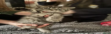 Mixed Breed Kitten 3