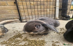 Mixed Breed rabbits for sale: Rabbits - Image 3