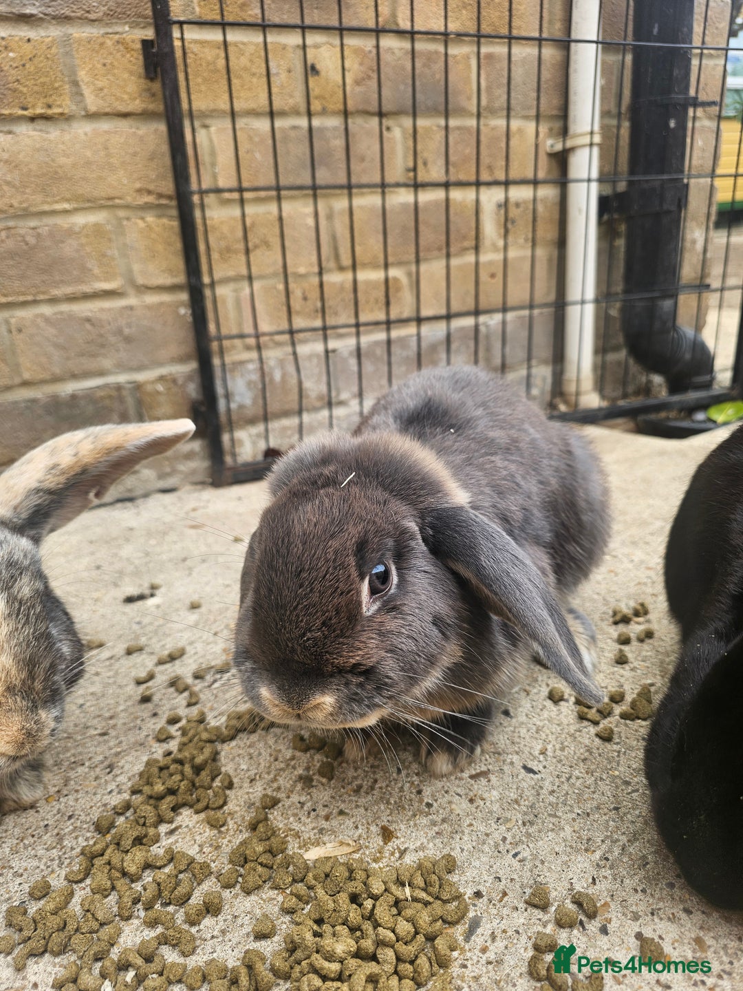 Mixed Breed rabbits for sale: Rabbits - Image 3