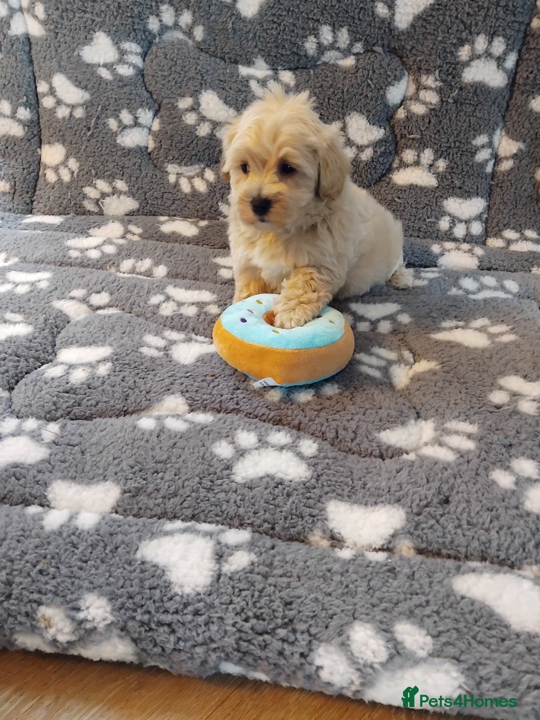 Maltipoo dogs for sale: Maltipoo puppies  - Advert 10