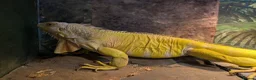 Iguana reptiles for sale: Albino Female Iguana – 5 Years Old & Friendly - Advert 5