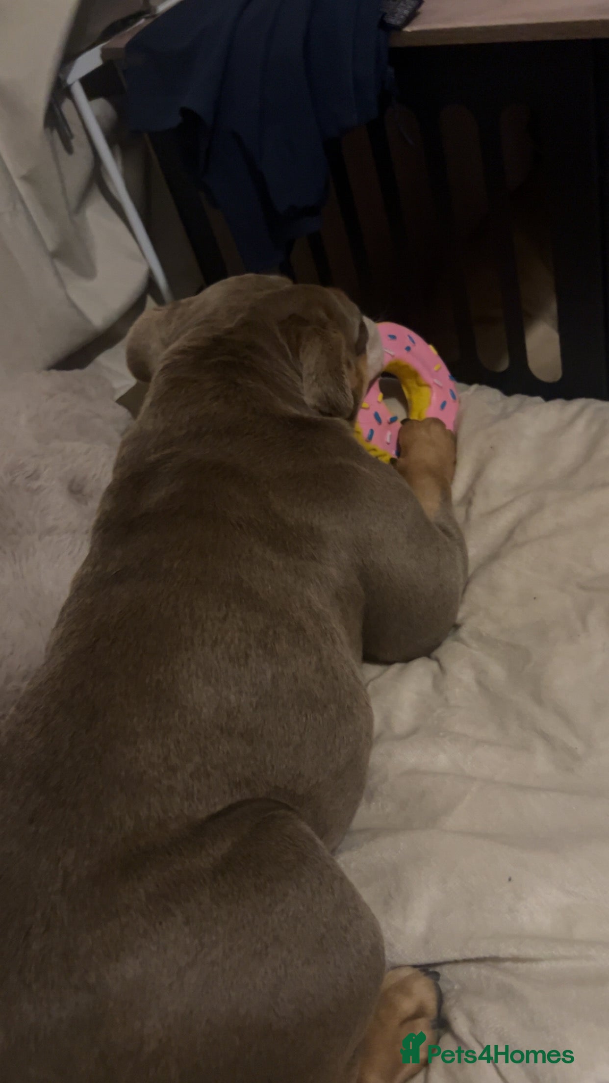 English Bulldog dogs My English’s bulldog  - Advert 4