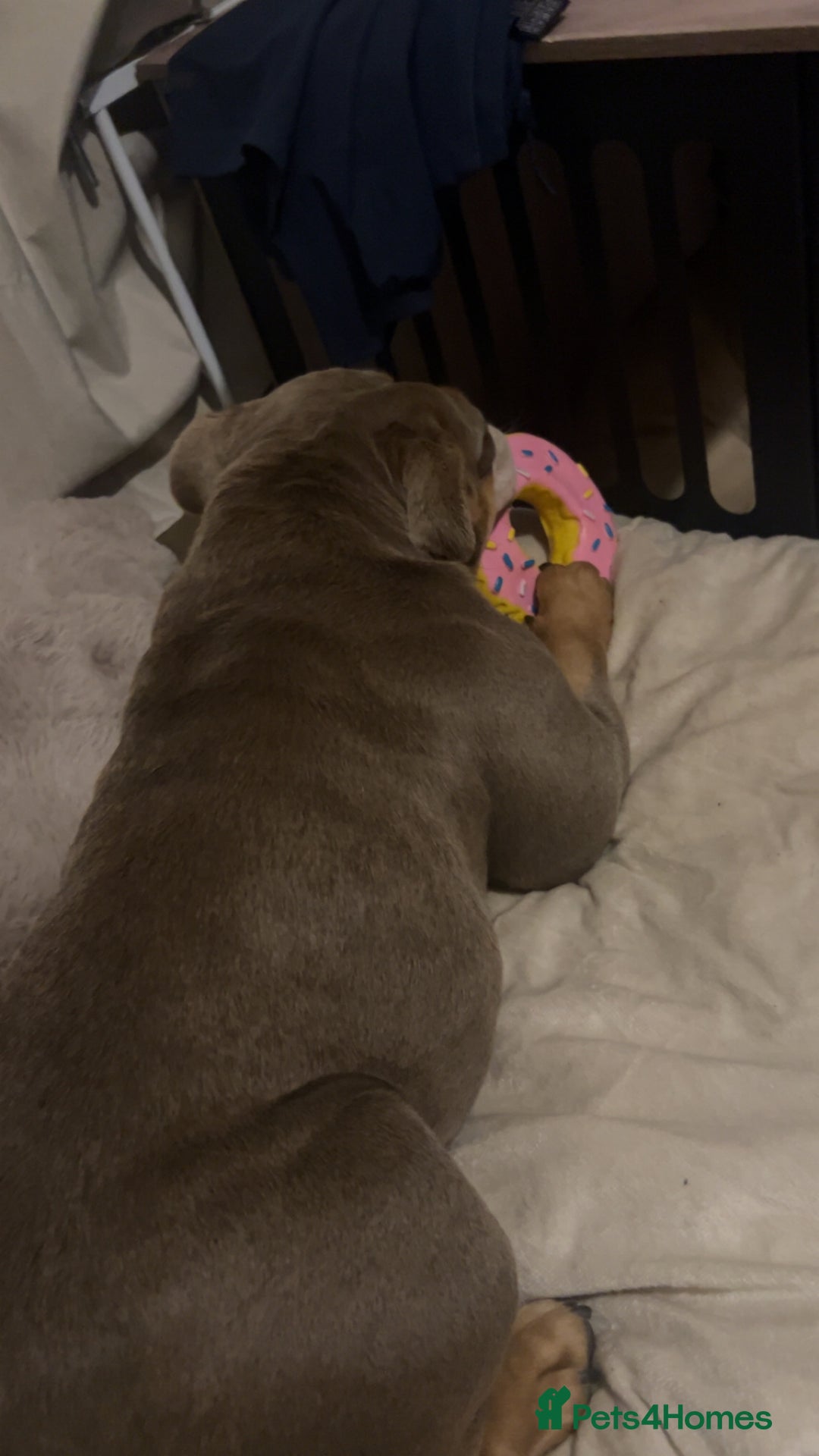 English Bulldog dogs for sale: My English’s bulldog  - Advert 1