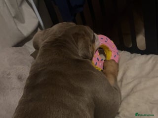 English Bulldog dogs My English’s bulldog - Advert 1