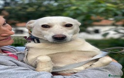 Mixed Breed dogs for adoption: 💖🐶 BILOCHKA 🐶💖 - Image 14