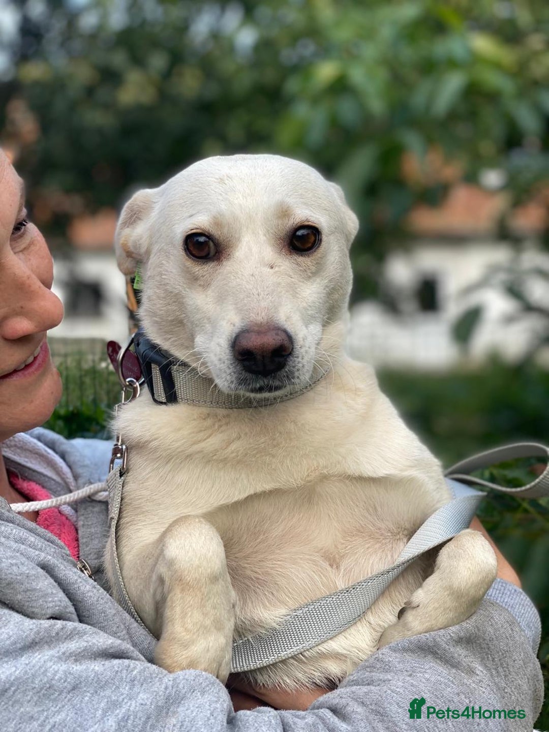 Mixed Breed dogs for adoption: 💖🐶 BILOCHKA 🐶💖 - Image 14