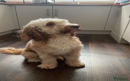Cockapoo dogs for stud: 🐾 Cockapoo Stud Available – Healthy & Friendly🐾 - Advert 4