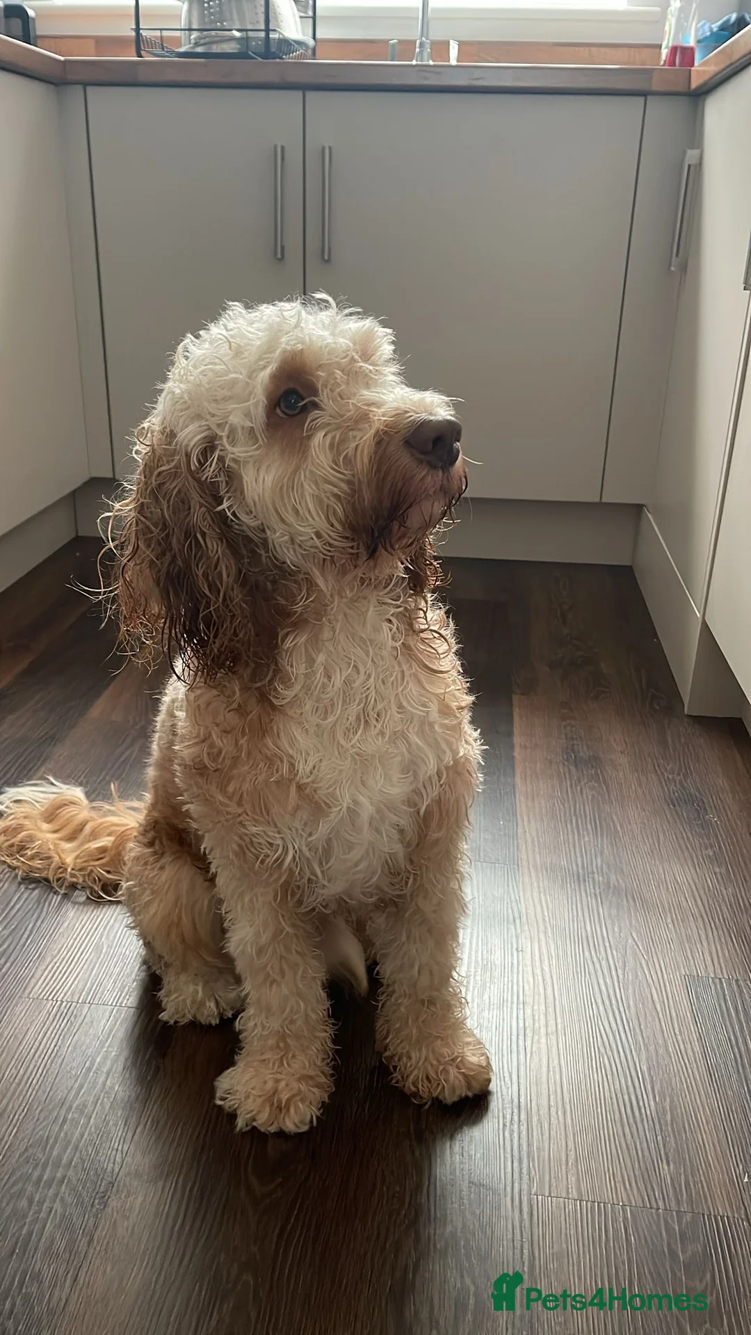 Cockapoo dogs for stud: 🐾 Cockapoo Stud Available – Healthy & Friendly🐾 - Advert 4