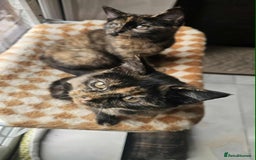 British Shorthair cats for sale: Stunning British Shorthair Kittens Ready Now! - Image 32
