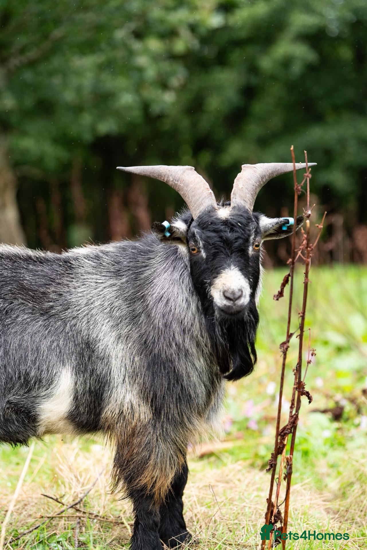 Goats livestock 2 Intact Pygmy Billy Goats For Sale - Advert 2
