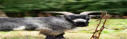 Goats livestock for sale: 2 Intact Pygmy Billy Goats For Sale - Advert 2