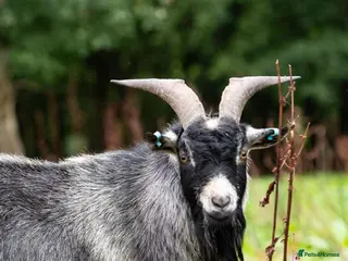 Goats livestock 2 Intact Pygmy Billy Goats For Sale - Advert 2