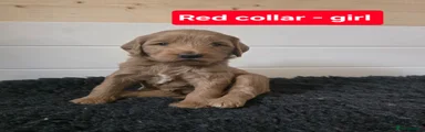 Goldendoodle Puppy 3