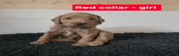 Goldendoodle dogs for sale: Multige. Goldendoodle Puppies. Parents DNA clear!! - Advert 3