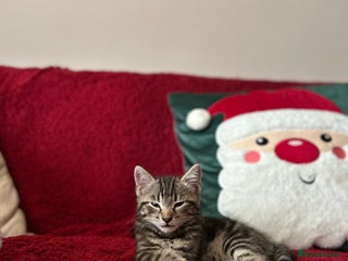 Mixed Breed cats Purr- fectly Adorable Kitten Tabby - Advert 17