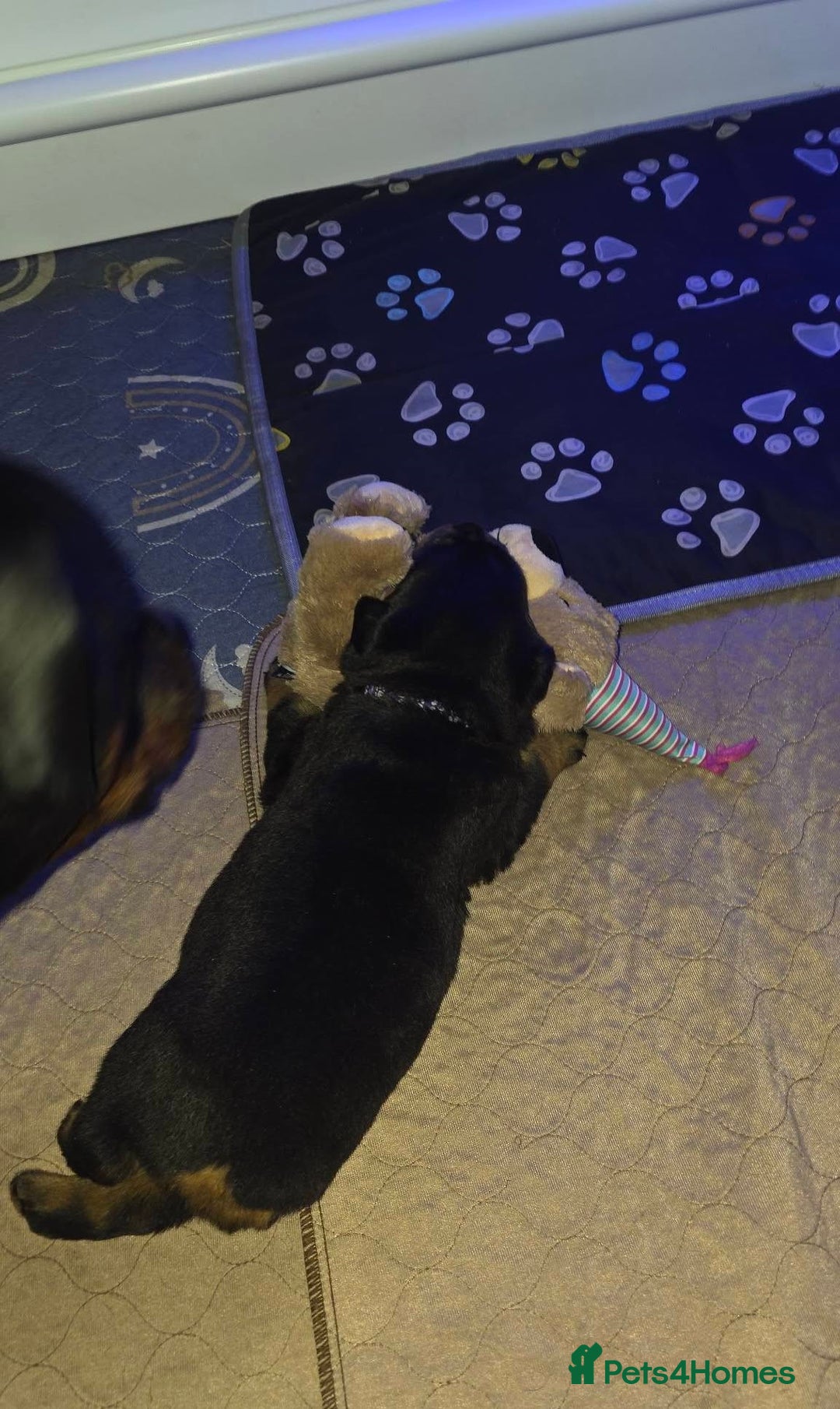 Rottweiler dogs for sale: outstanding Rottweiler pups excellent bloodlines. - Advert 22