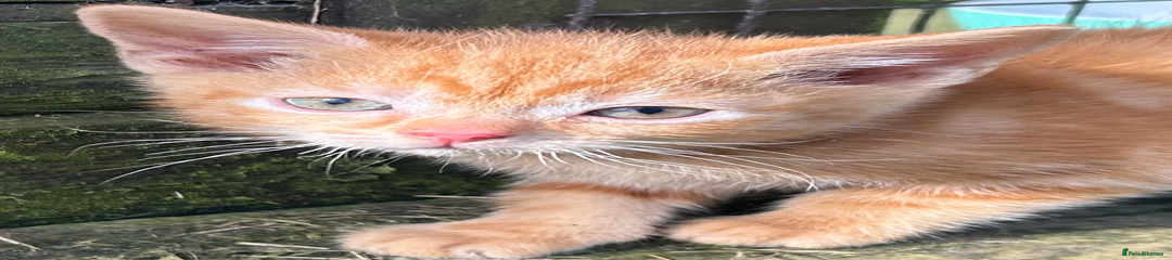 Ginger White Collar